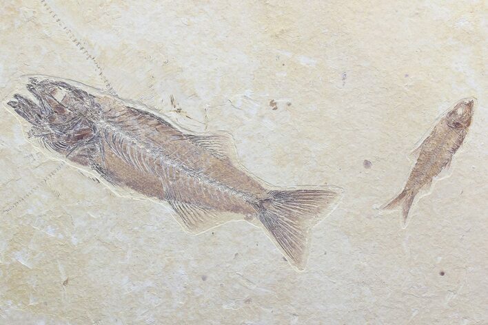 Mioplosus & Knightia Fossil Fish Association - Wyoming #75982